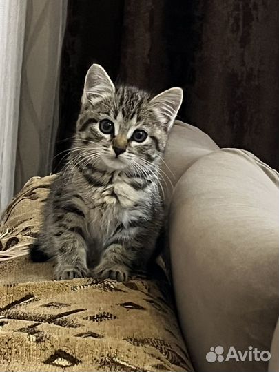 Отдам котенка в добрые руки
