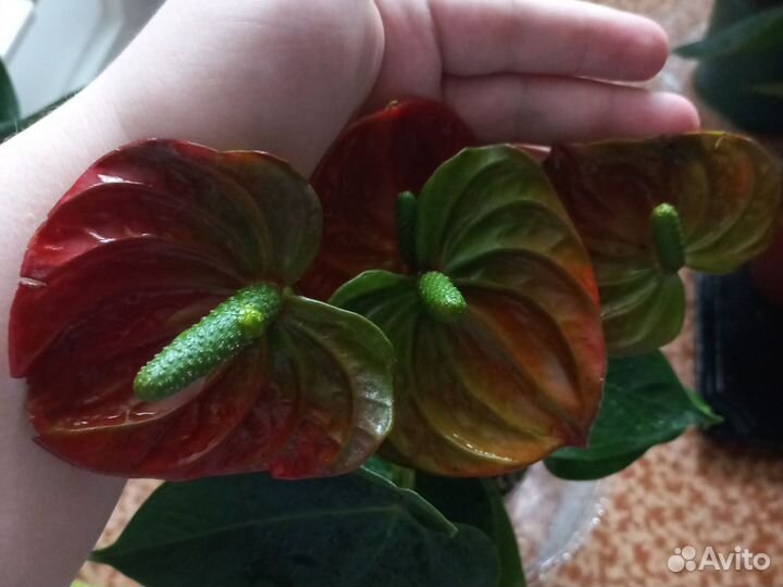 Антуриум беби оранж