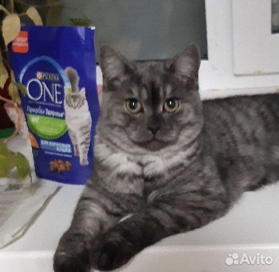 Шотландский кот вязка