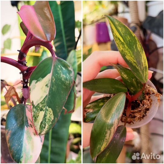 Комнатные растения 7