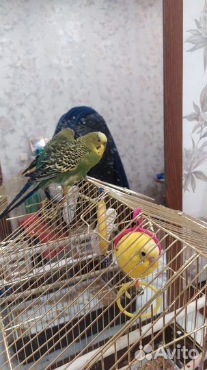 Волнистый попугай с клеткой