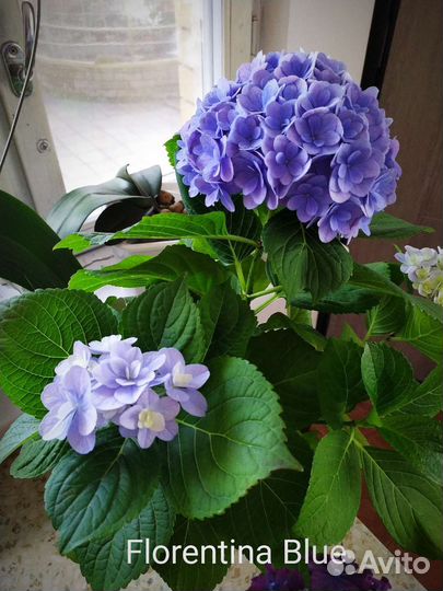 Гортензия Florentina blue