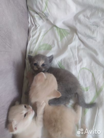 Шотландская