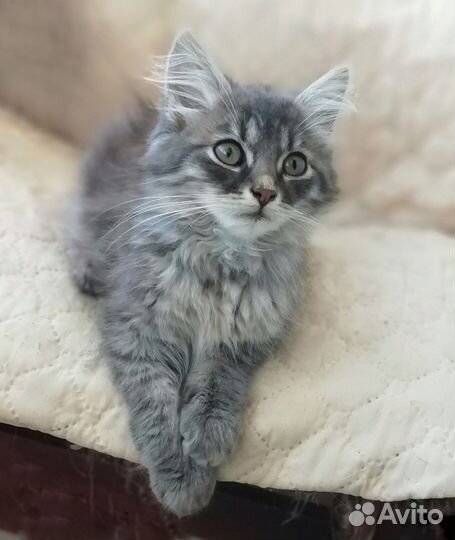 Котенок в добрые руки