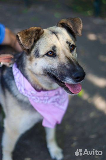 Умная собака Валя мечтает о доме