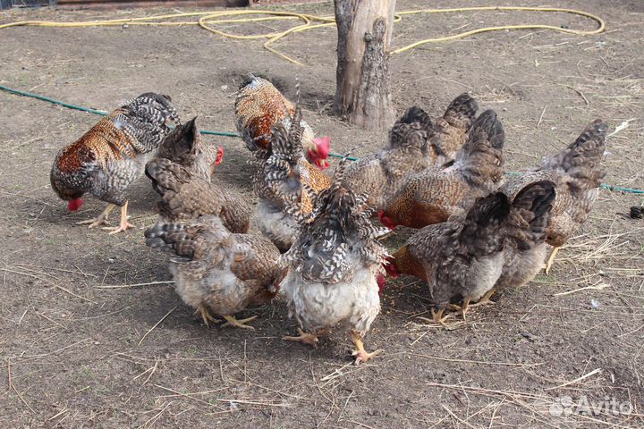 Инкубационное яйцо