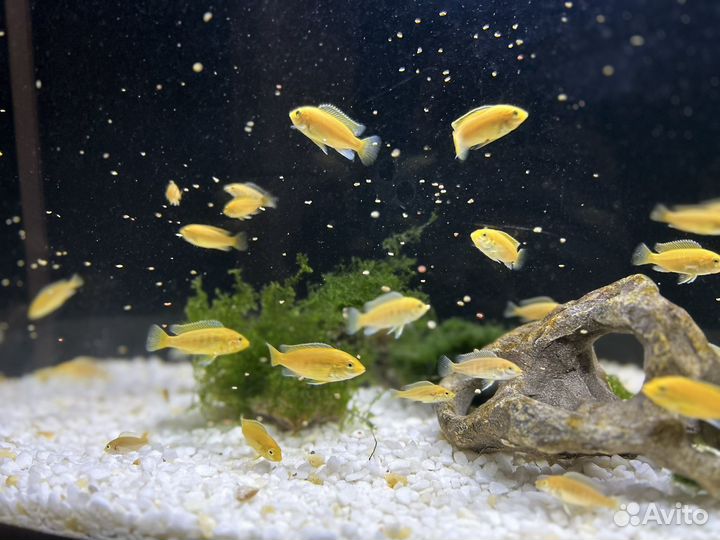 Лабидохромис еллоу