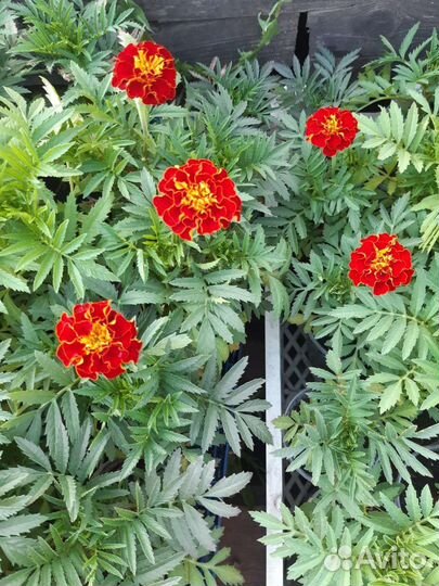 Ремонтантная малина