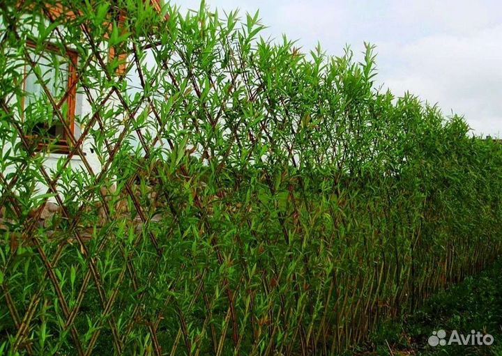 Плетёная живая изгородь из ивы