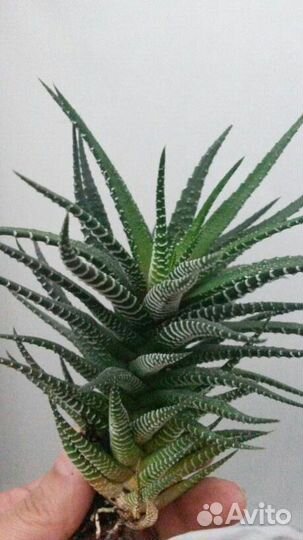 Хавортия Биг Бенд