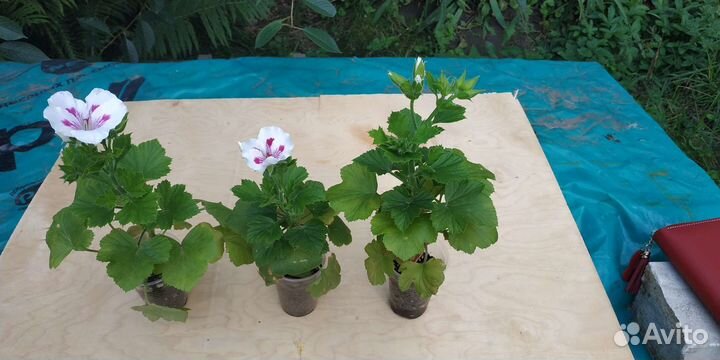 Пеларгония герань королевская