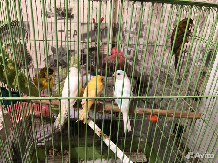 Молодые кеноры