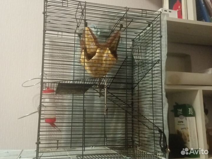 Белка дегу с клеткой