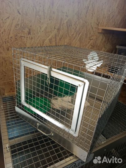 Брудер для цыплят