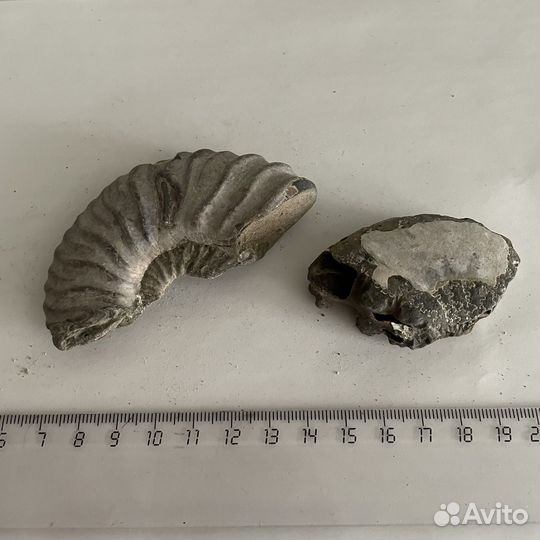 Запчасти от аммонитов, аммониты, окаменелости