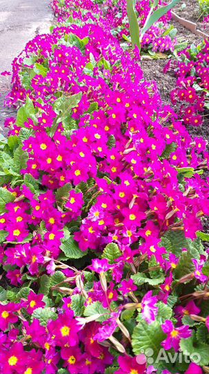 Примула розетками