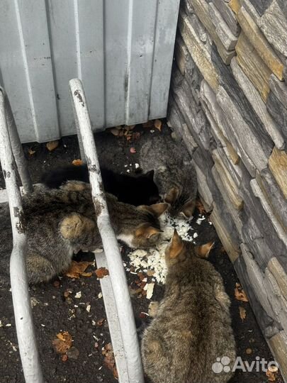 Кошки в добрые руки бесплатно