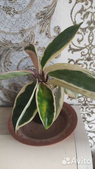 Хойя климсон