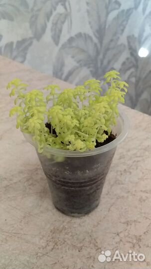 Суккуленты