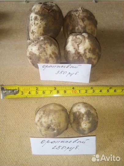 Рябчик императорский