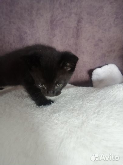 Отдам котят