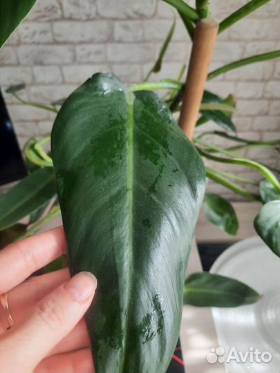 Большой комнатный цветок