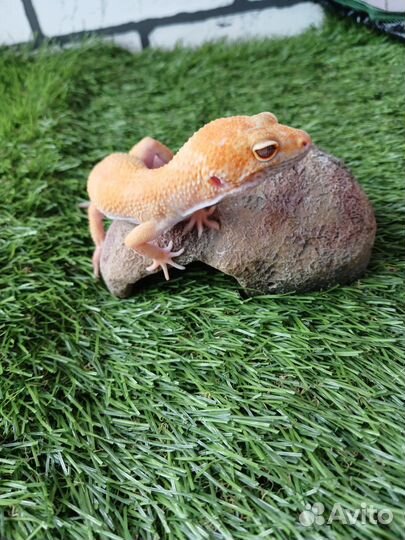 Гекон эублефар