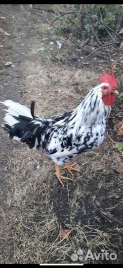 Петухи красавцы