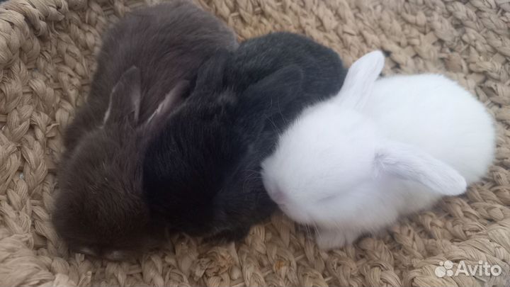 Декоративные кролики вислоухие мини