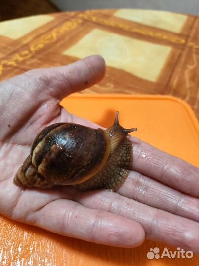 Африканские улитки ахатина