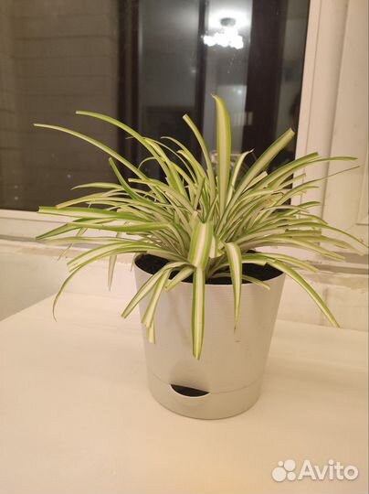 Хлорофитумы