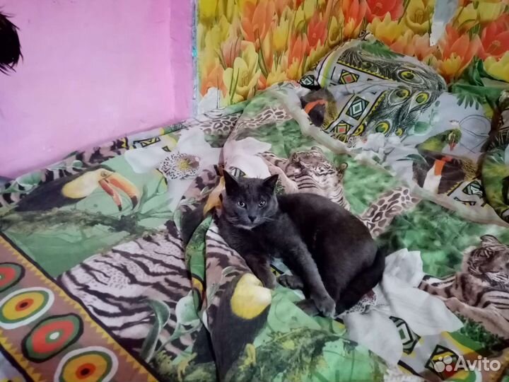 Котики бесплатно