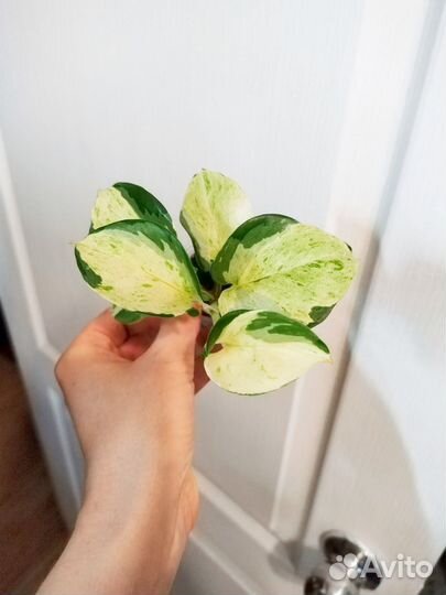 Сциндапсус, эпипремнум