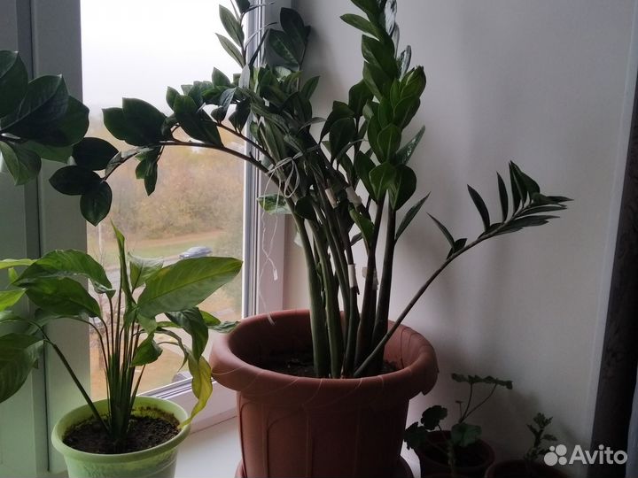 Замиокулькас