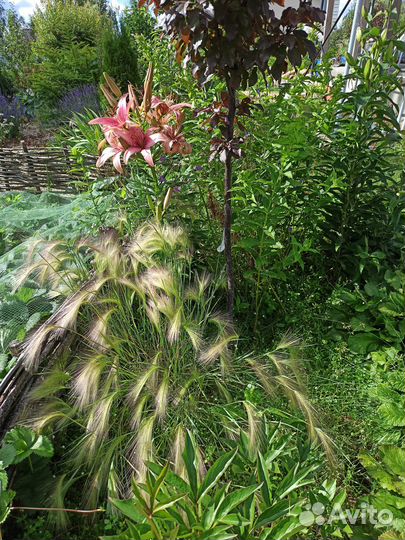 Декоративные злаки