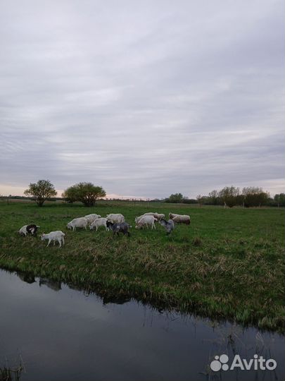 Козы и бараны