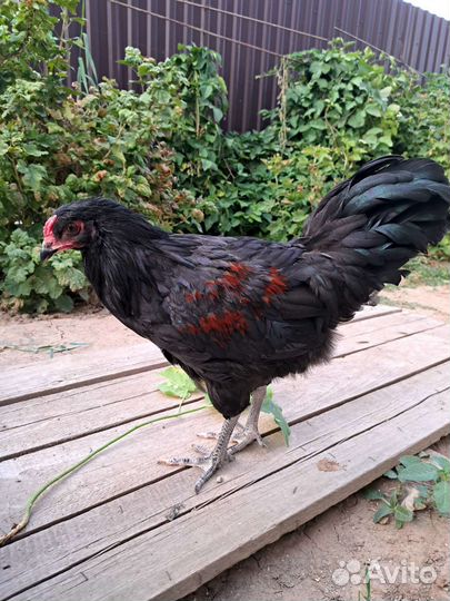 Петухи Амераукана