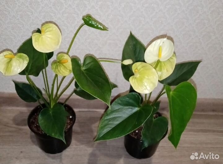 Антуриумы цветущие