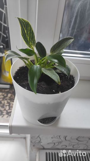 Комнатные цветы