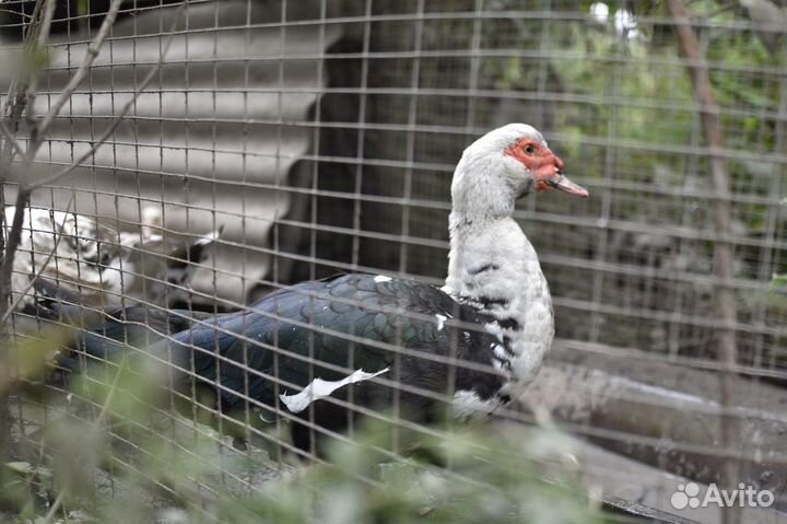 Утки индоутки