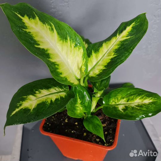 Диффенбахия камилла