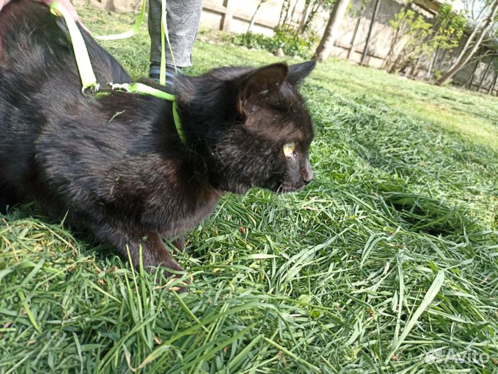 Кот кошка котята