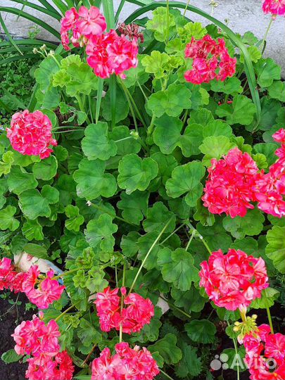 Герань очень красивая сортовая