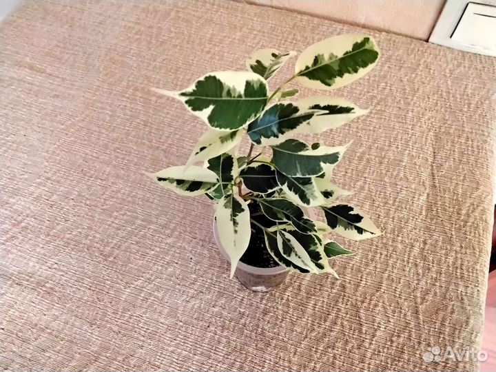 Фикусы сортовые комнатные растения