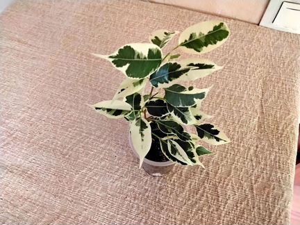 Фикусы сортовые комнатные растения