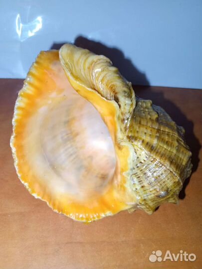 Морские ракушки, раковины рапана