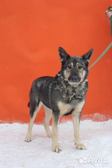 Ариель ищет дом