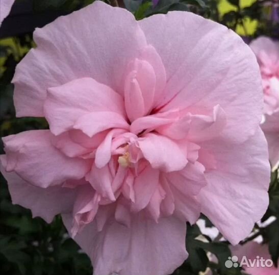 Гибискус серийский махровые уличные многолетки