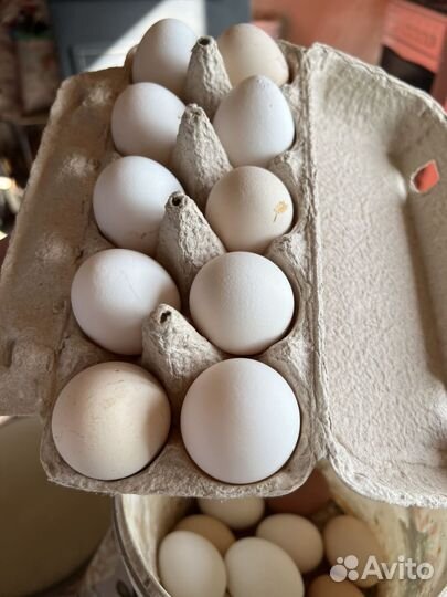 Яйца домашние куриные и утиные
