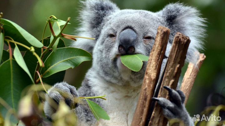 Уход за животными с проживанием, передержка